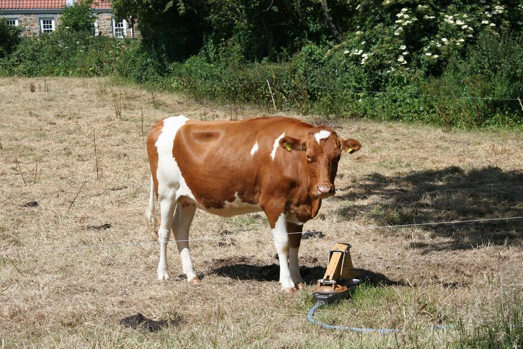 Le Douit Farm Self Catering Villa Saint Martin Kültér fotó